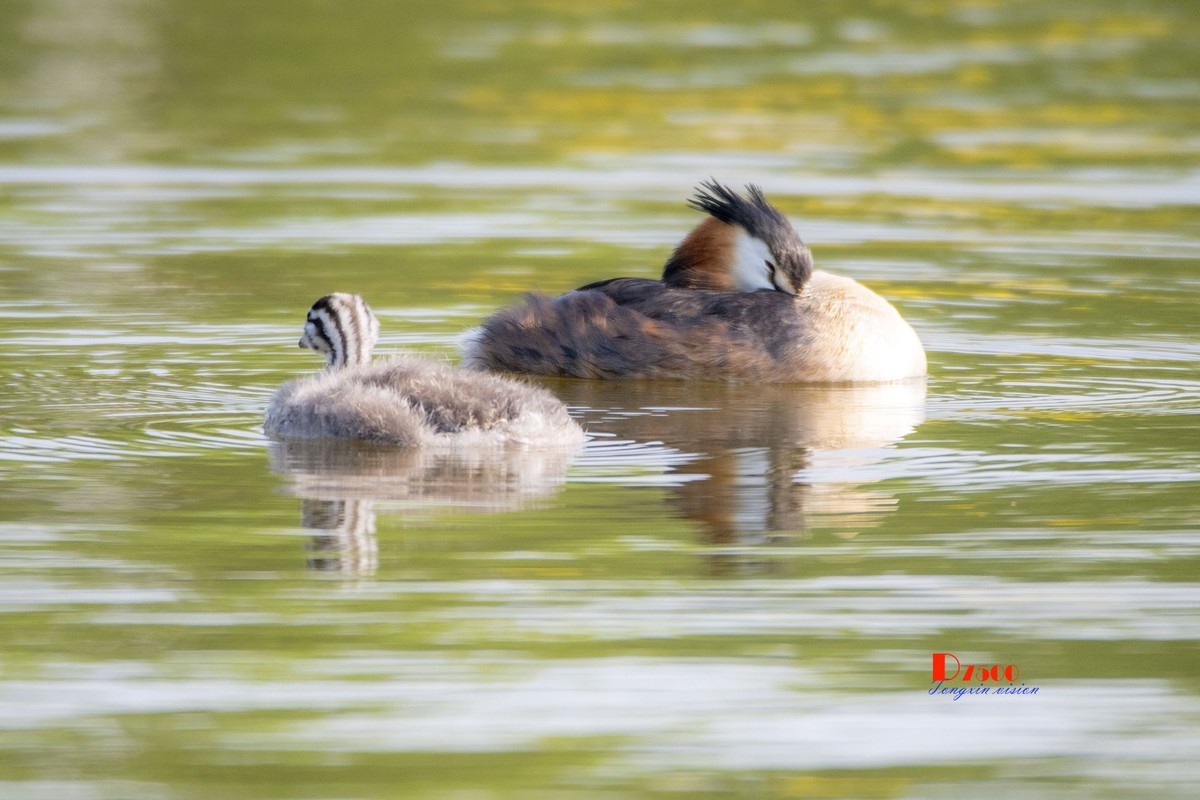 可爱的PI鹈（70）