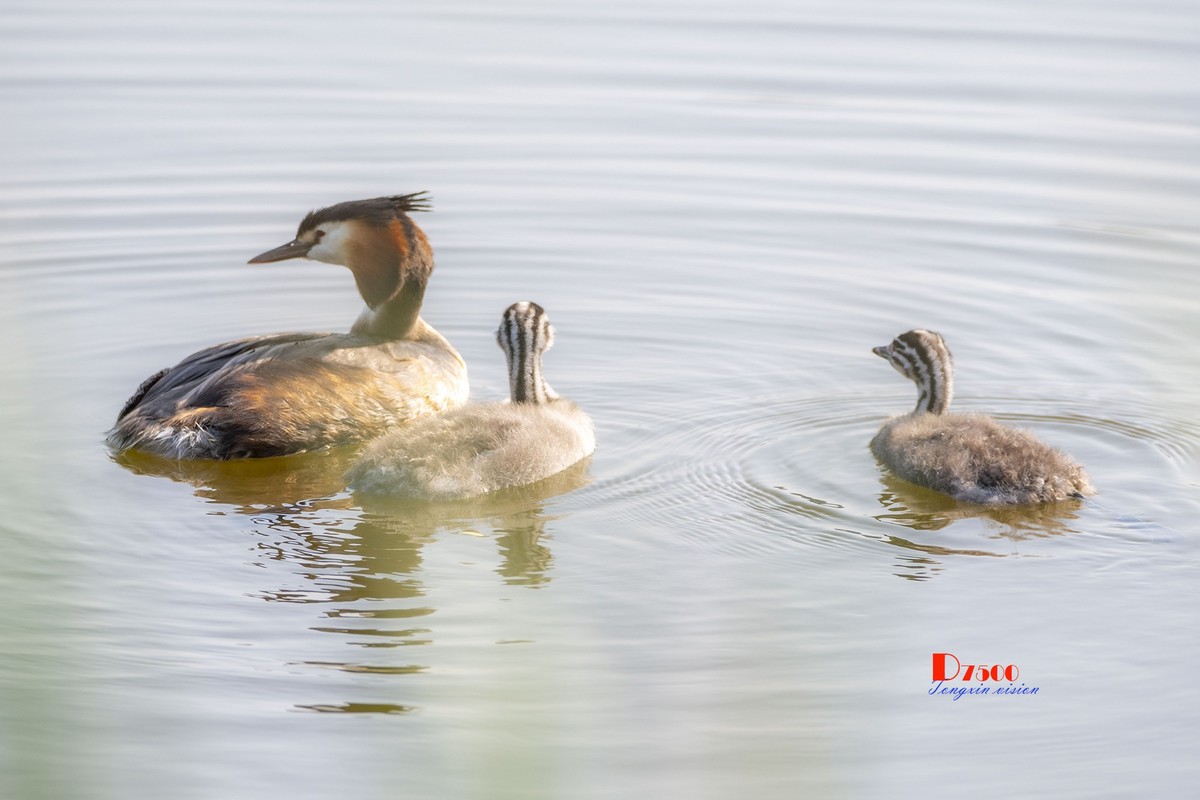 可爱的PI鹈（70）