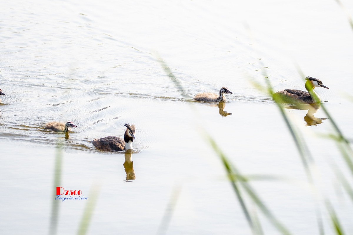 可爱的PI鹈（70）