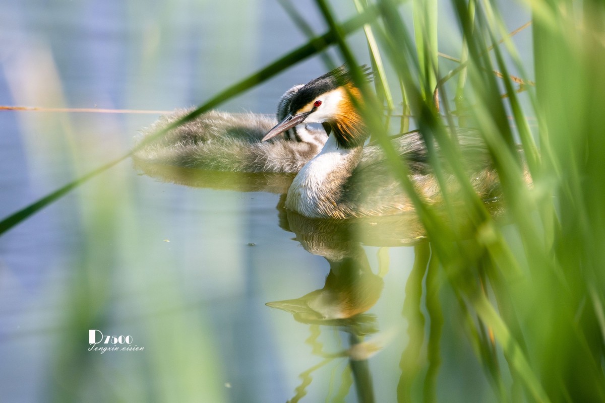 可爱的PI鹈（70）