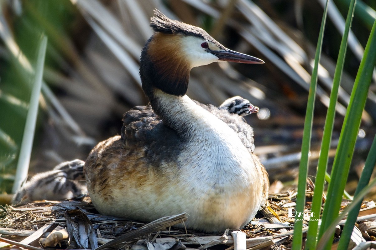 可爱的PI鹈（70）