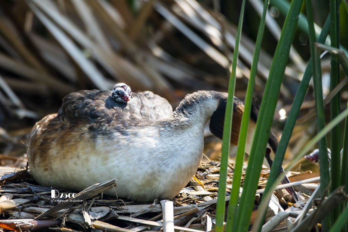 可爱的PI鹈（70）