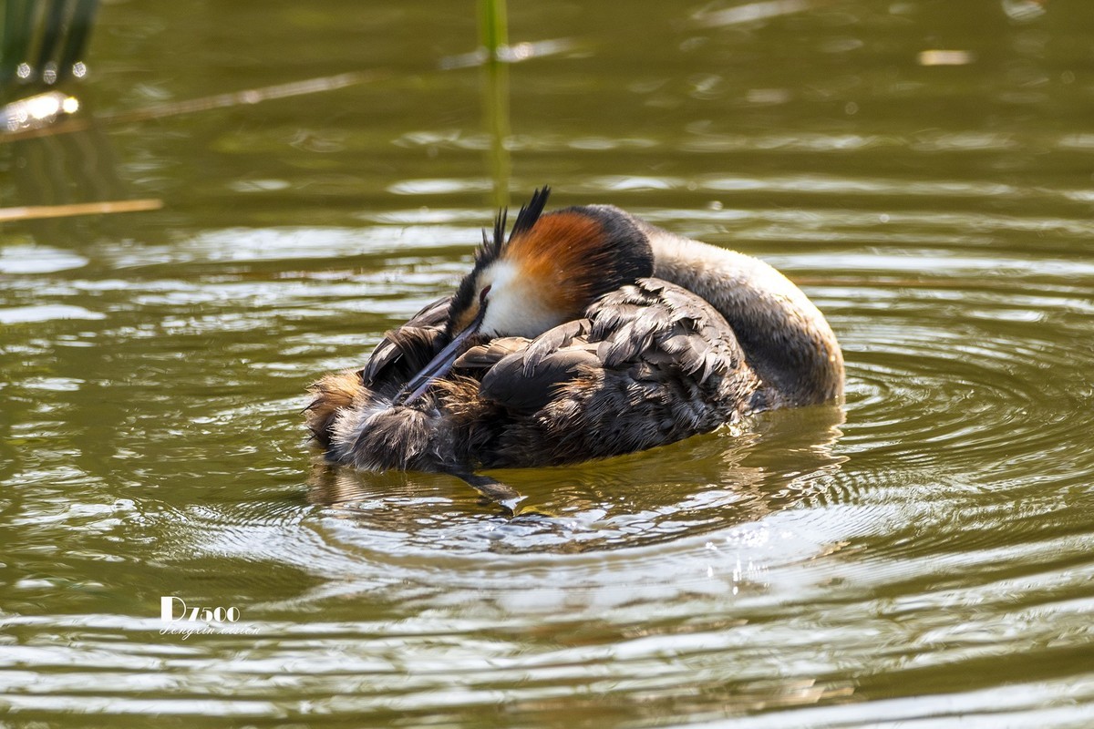 可爱的PI鹈（70）