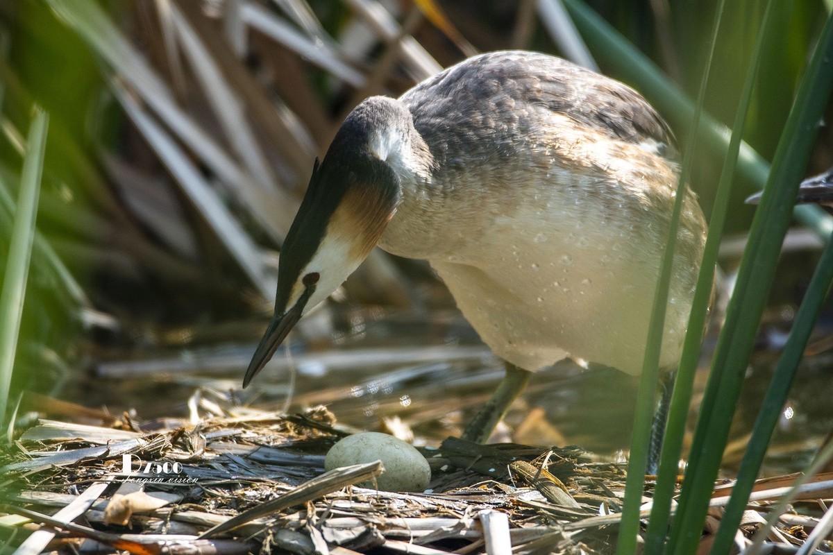 可爱的PI鹈（70）