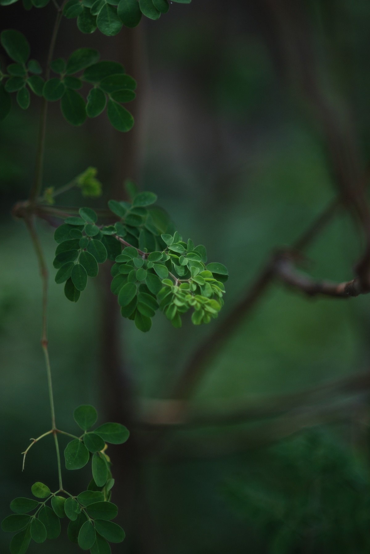 发个尼康D80 + 尼康 85MM 1.8的照片，这个头，个人满意。
