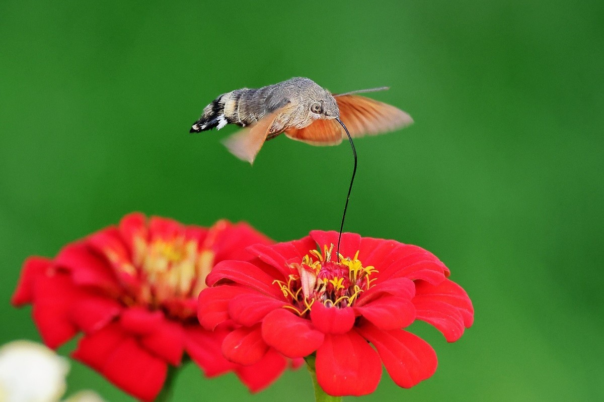 奇妙的果冻效应（R7+RF100~500）