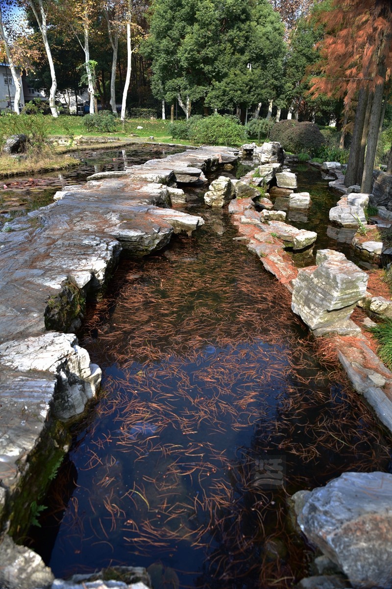 深秋漫步1*武汉植物园