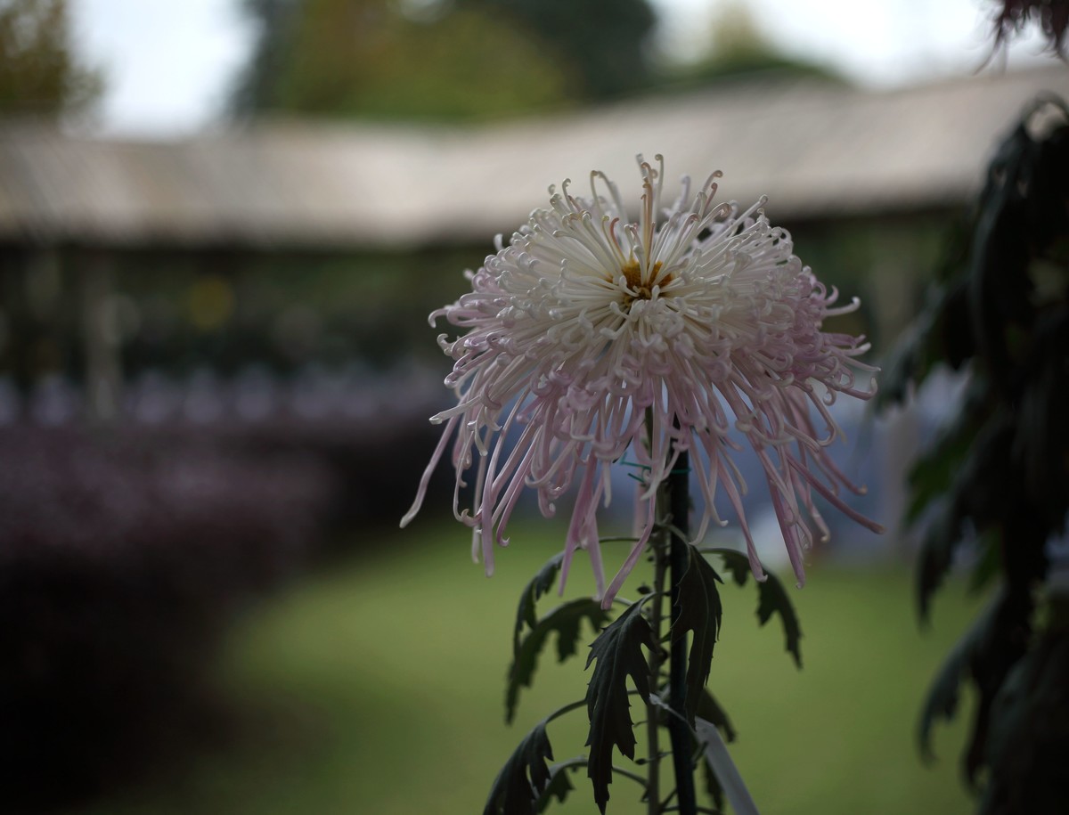 海尔标头拍菊展（与太苦玛标头比较一下）