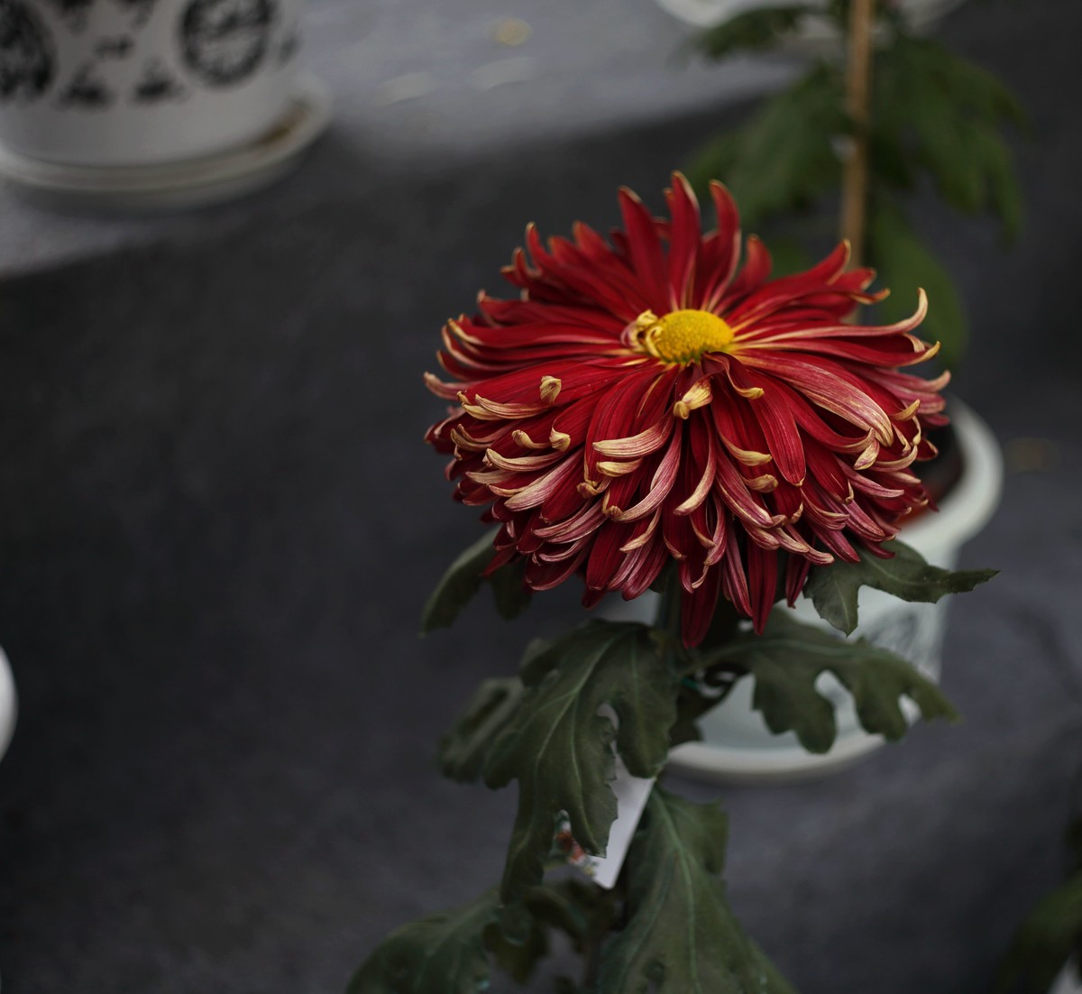 海尔标头拍菊展（与太苦玛标头比较一下）