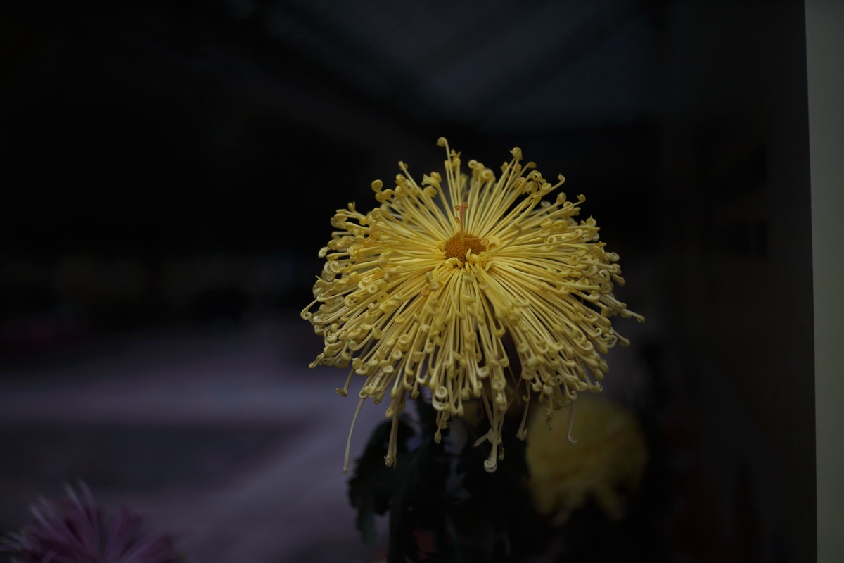 海尔标头拍菊展（与太苦玛标头比较一下）