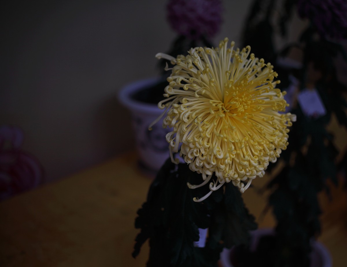 海尔标头拍菊展（与太苦玛标头比较一下）