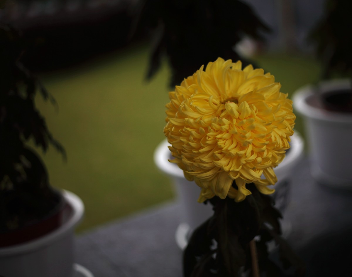 海尔标头拍菊展（与太苦玛标头比较一下）