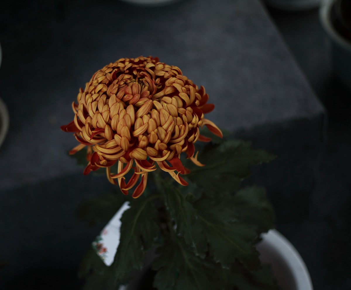 海尔标头拍菊展（与太苦玛标头比较一下）