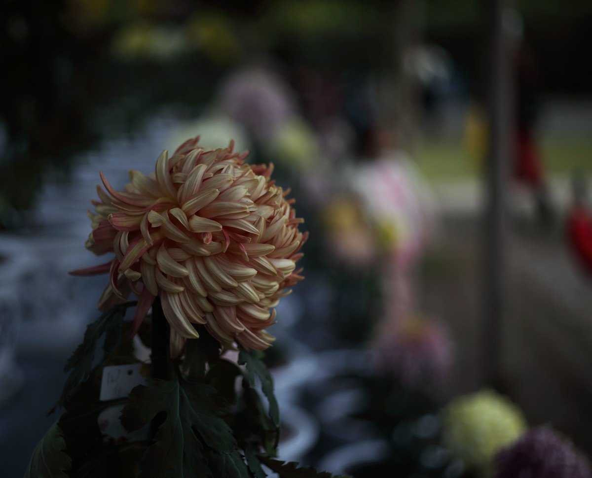 海尔标头拍菊展（与太苦玛标头比较一下）