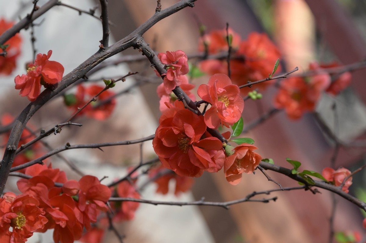 新入手尼康Z8加24—120试拍