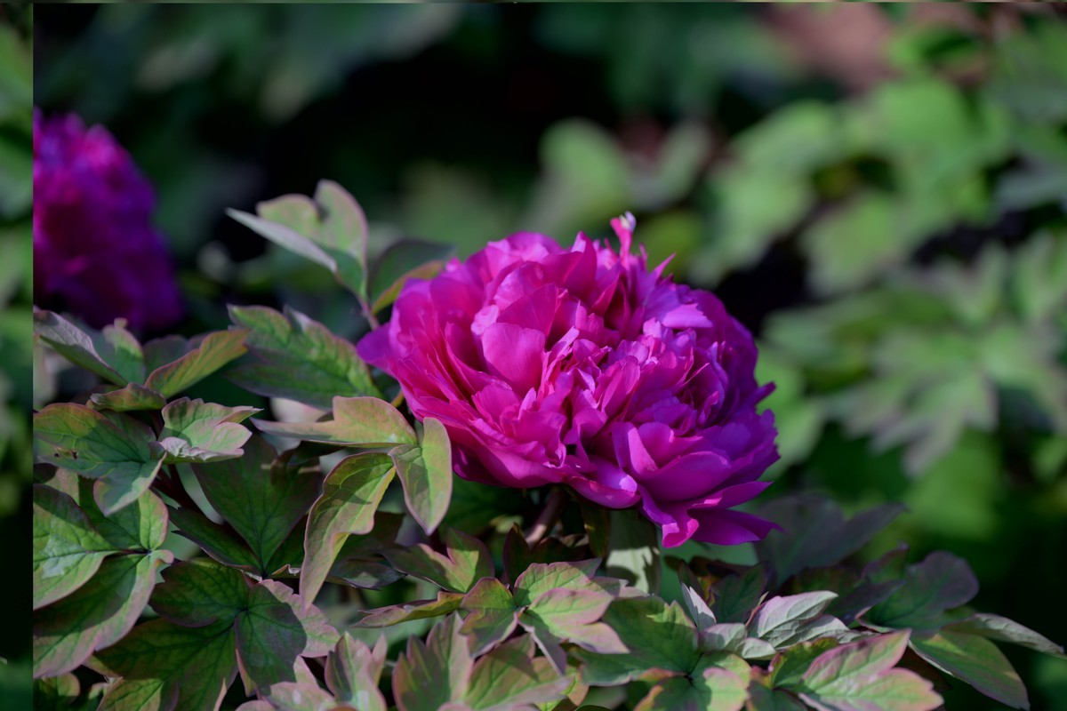 新入手尼康Z8加24—120试拍