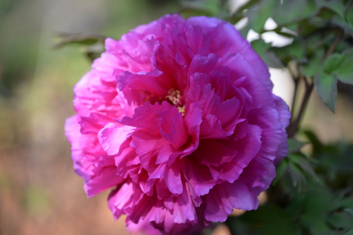 新入手尼康Z8加24—120试拍