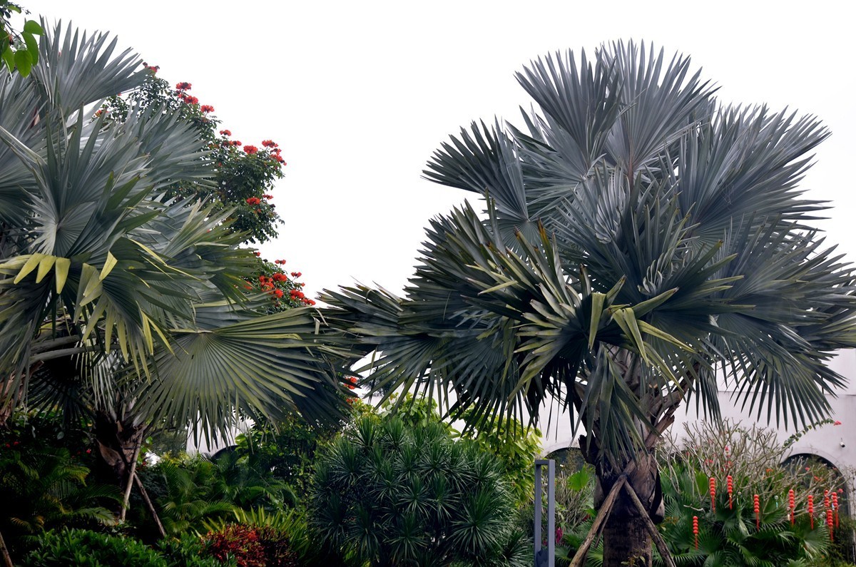 海南 万宁兴隆巧克力小镇(二)