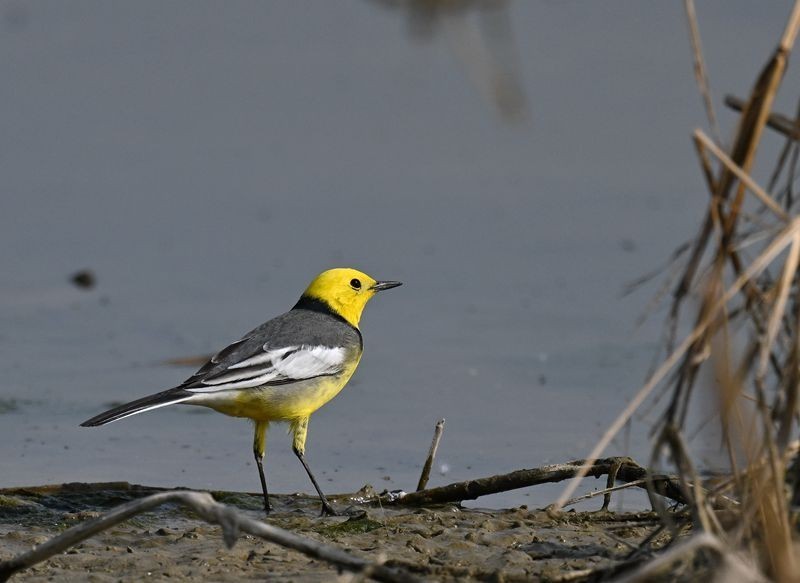 新人报到，敬请各位版主及各位老师关顾、指导。