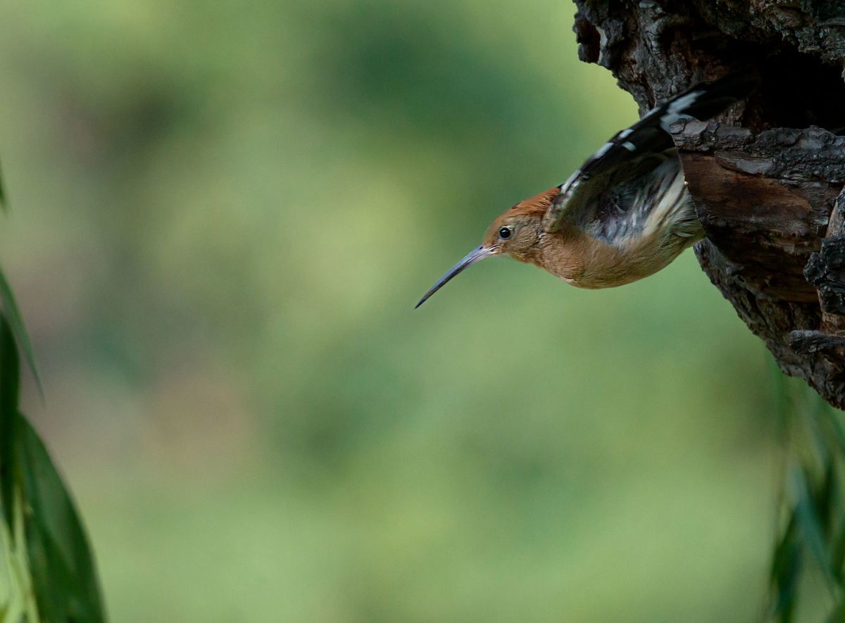 戴胜喂雏温馨一幕再现