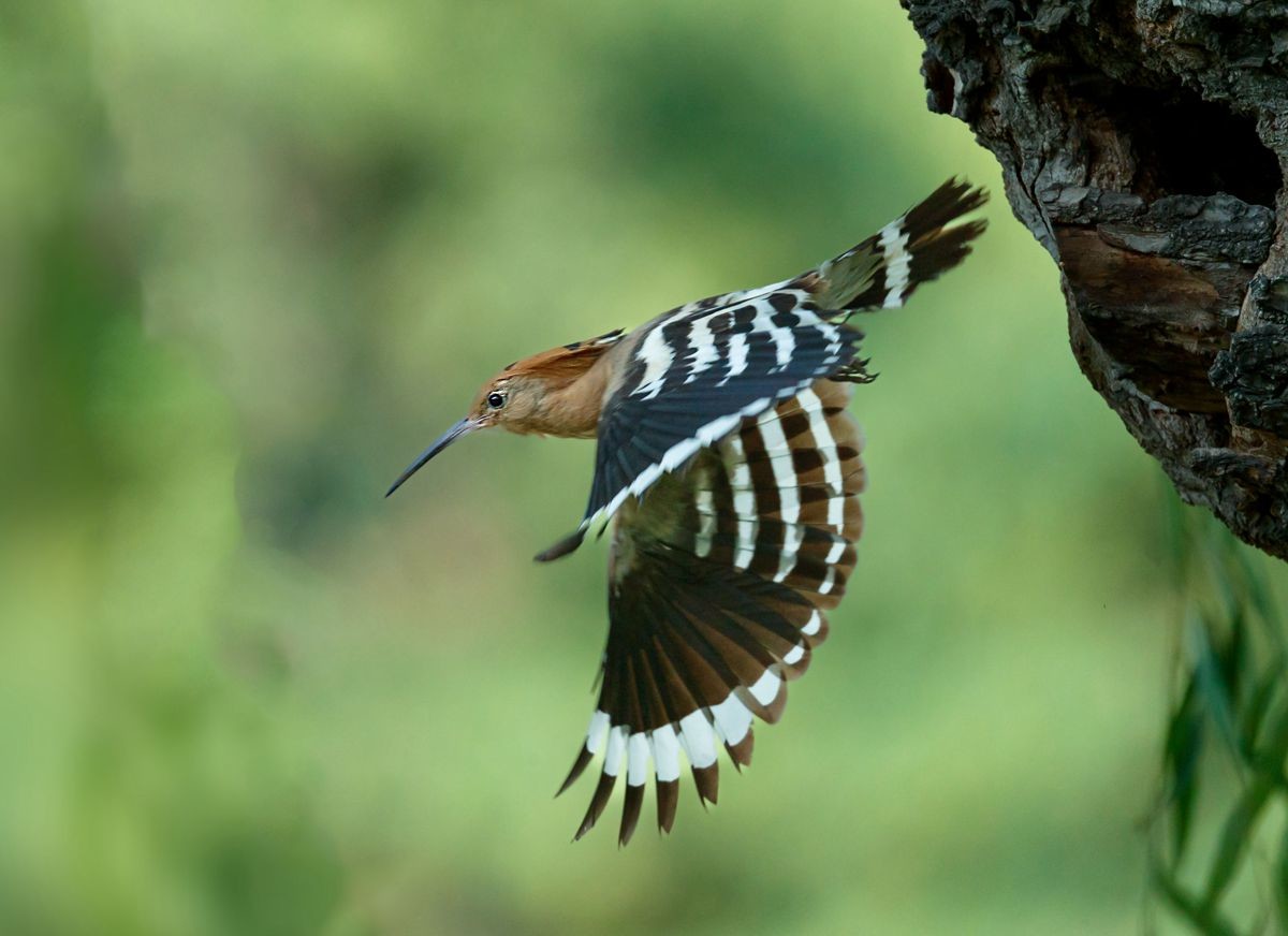 戴胜喂雏温馨一幕再现