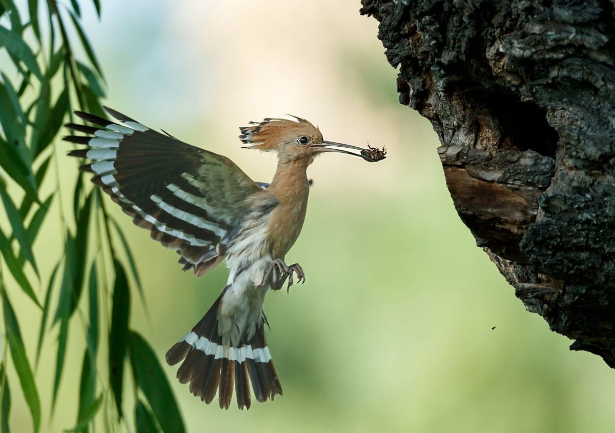 戴胜喂雏温馨一幕再现
