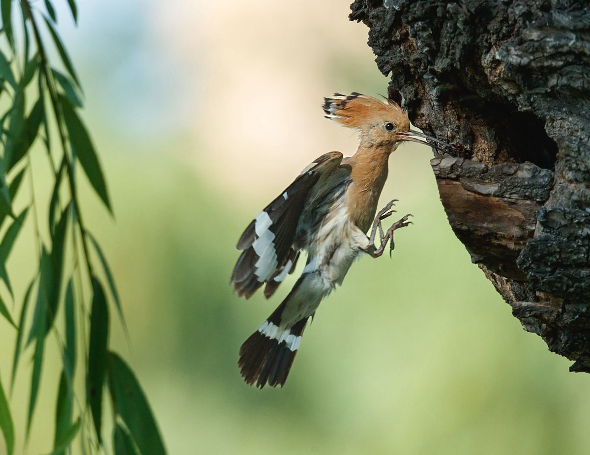 戴胜喂雏温馨一幕再现
