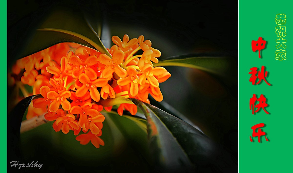 金桂飘香——中秋节快乐（2024238）