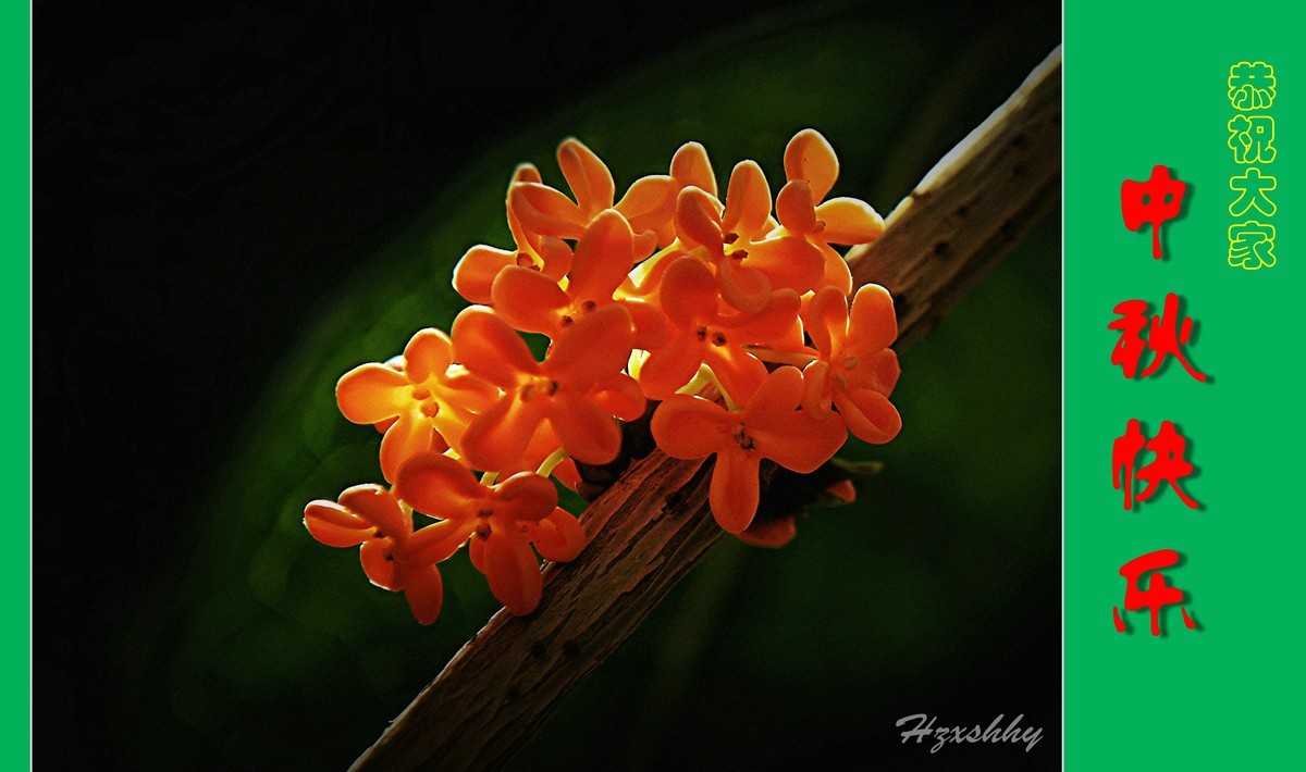 金桂飘香——中秋节快乐（2024238）