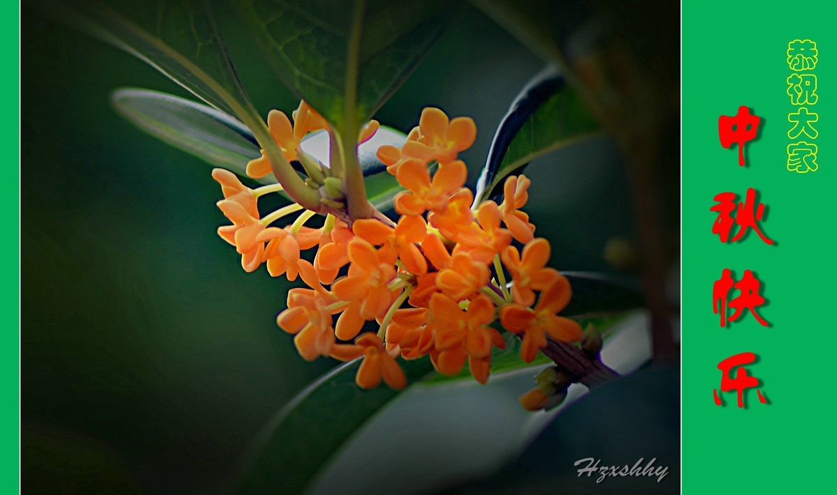 金桂飘香——中秋节快乐（2024238）