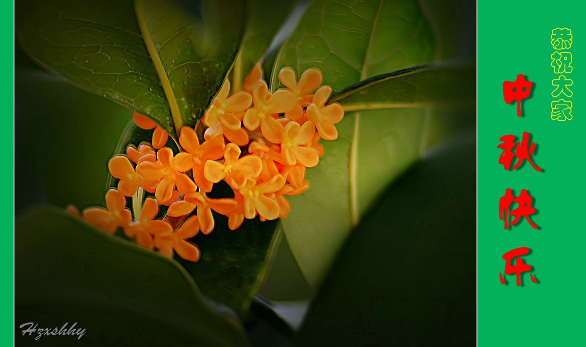 金桂飘香——中秋节快乐（2024238）