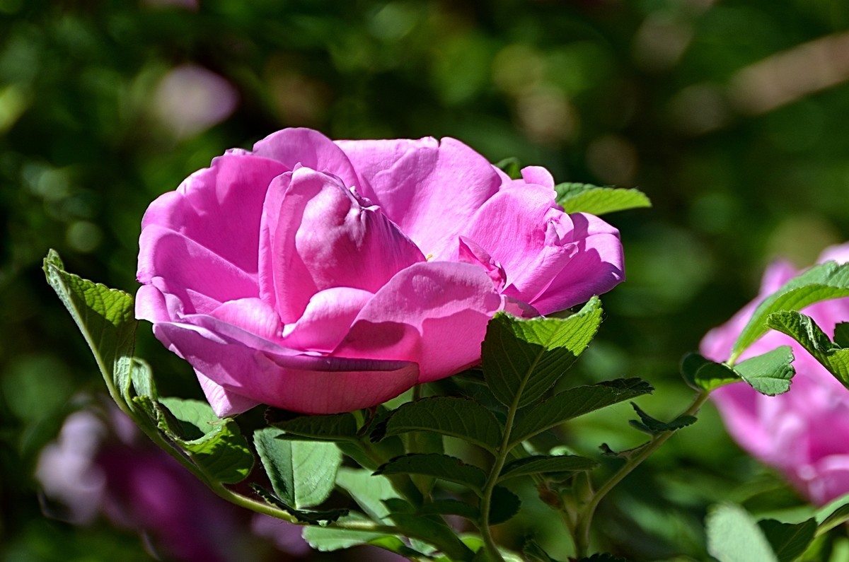 2024玫瑰花（28）