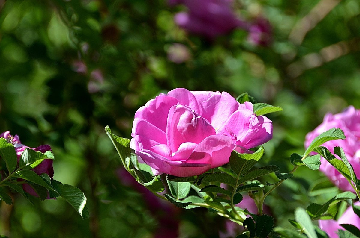 2024玫瑰花（28）