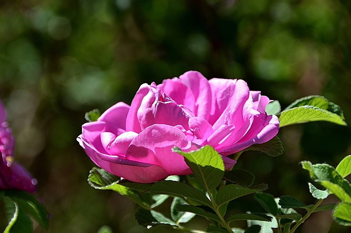 2024玫瑰花（28）