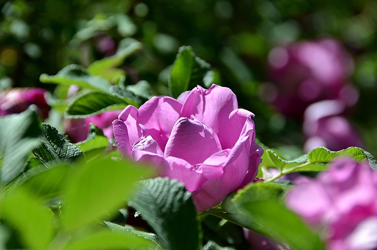 2024玫瑰花（28）