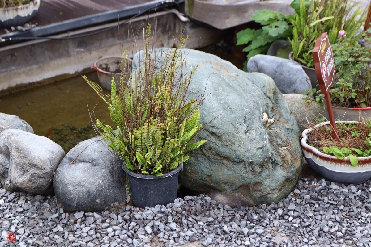 家人随拍——农家乐（1）