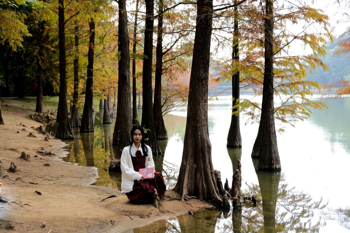 冬日落羽杉（二）