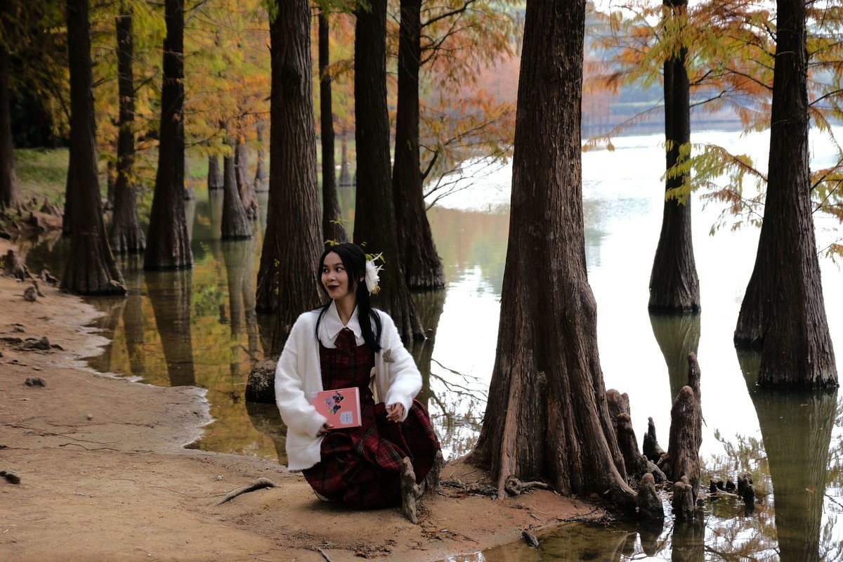 冬日落羽杉（二）