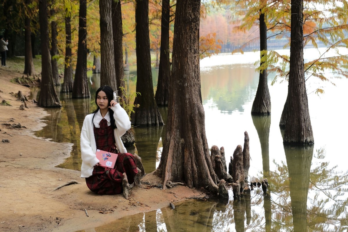 冬日落羽杉（二）