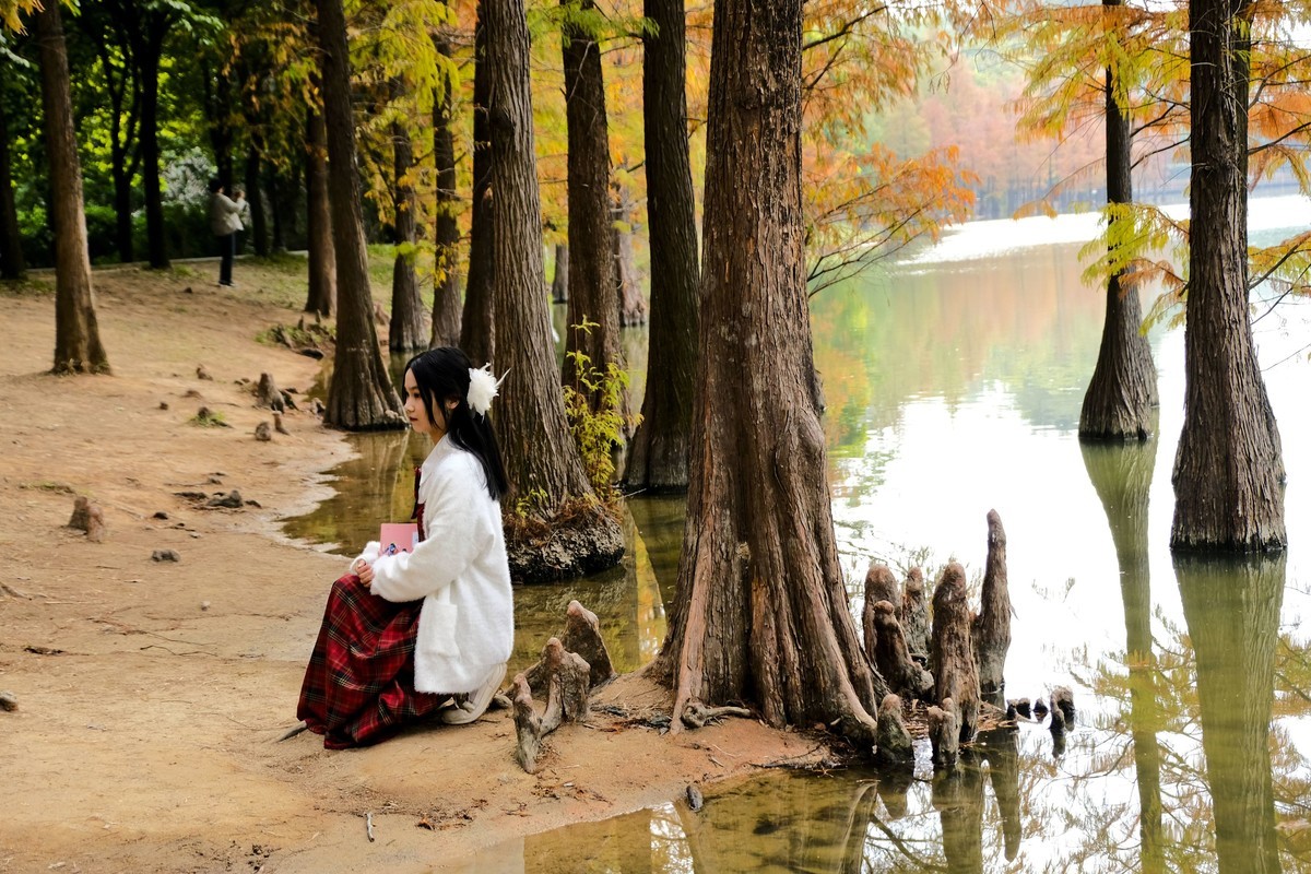 冬日落羽杉（二）