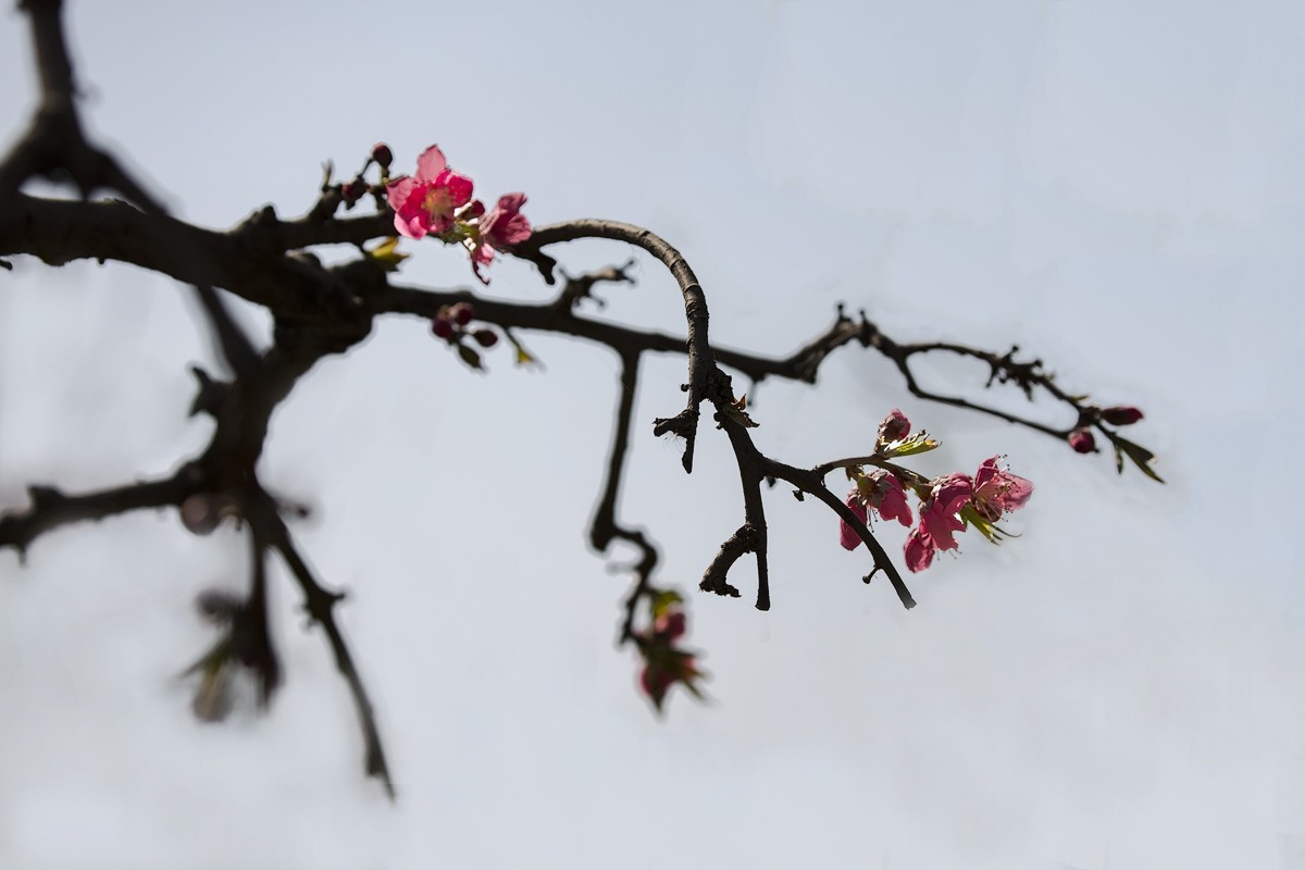 百花园（85）-----怪桃的气势