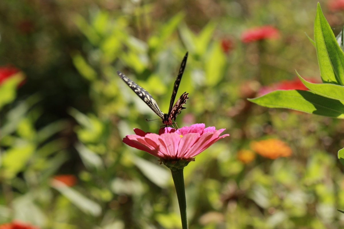 叶上蝇  花上蝶