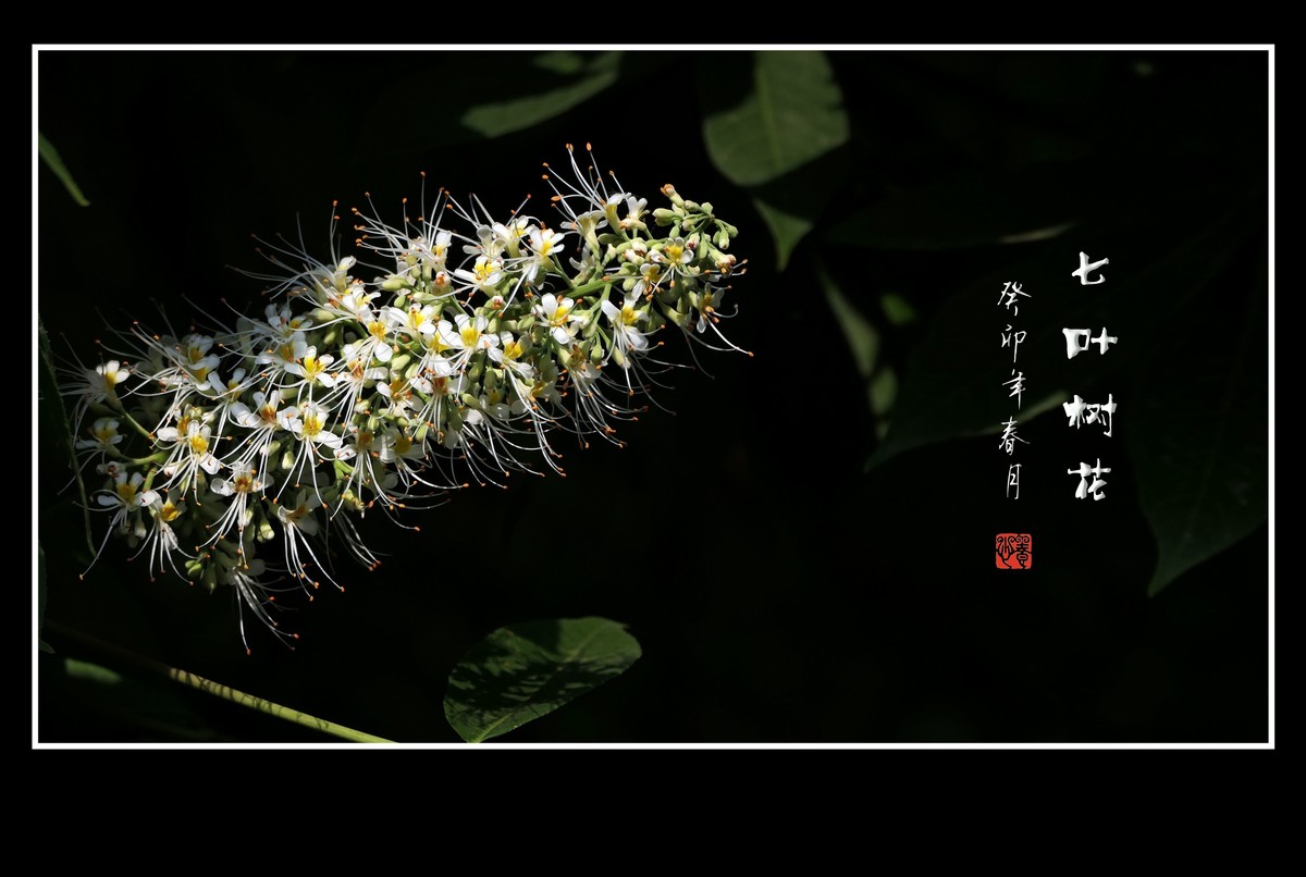 长蕊如银丝的七叶树花