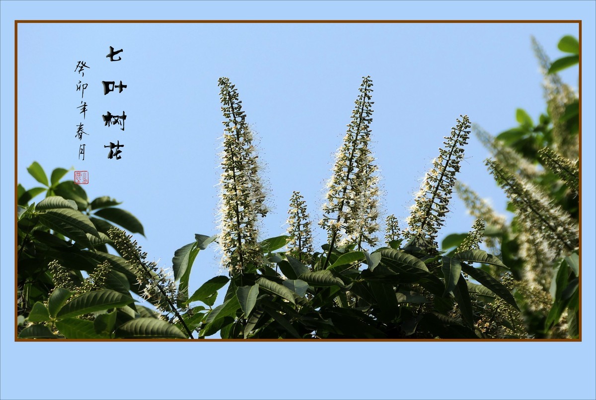 长蕊如银丝的七叶树花