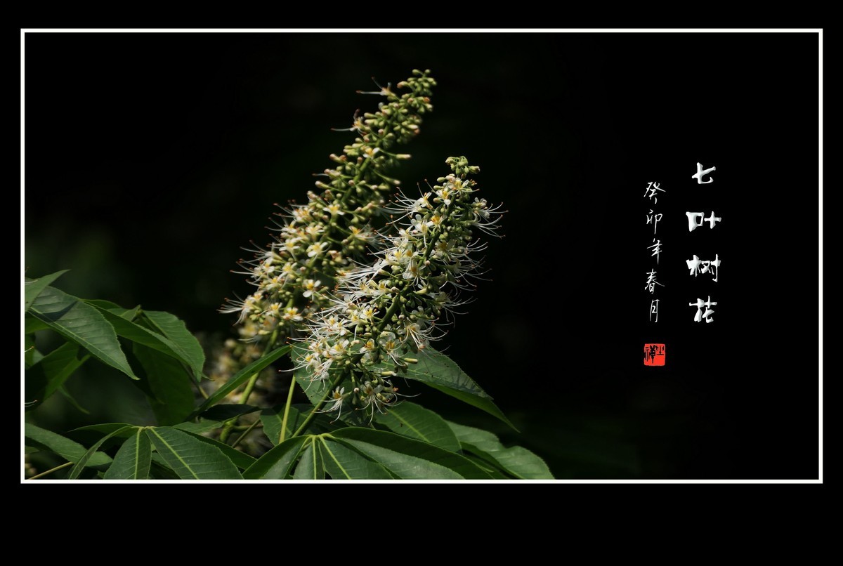 长蕊如银丝的七叶树花