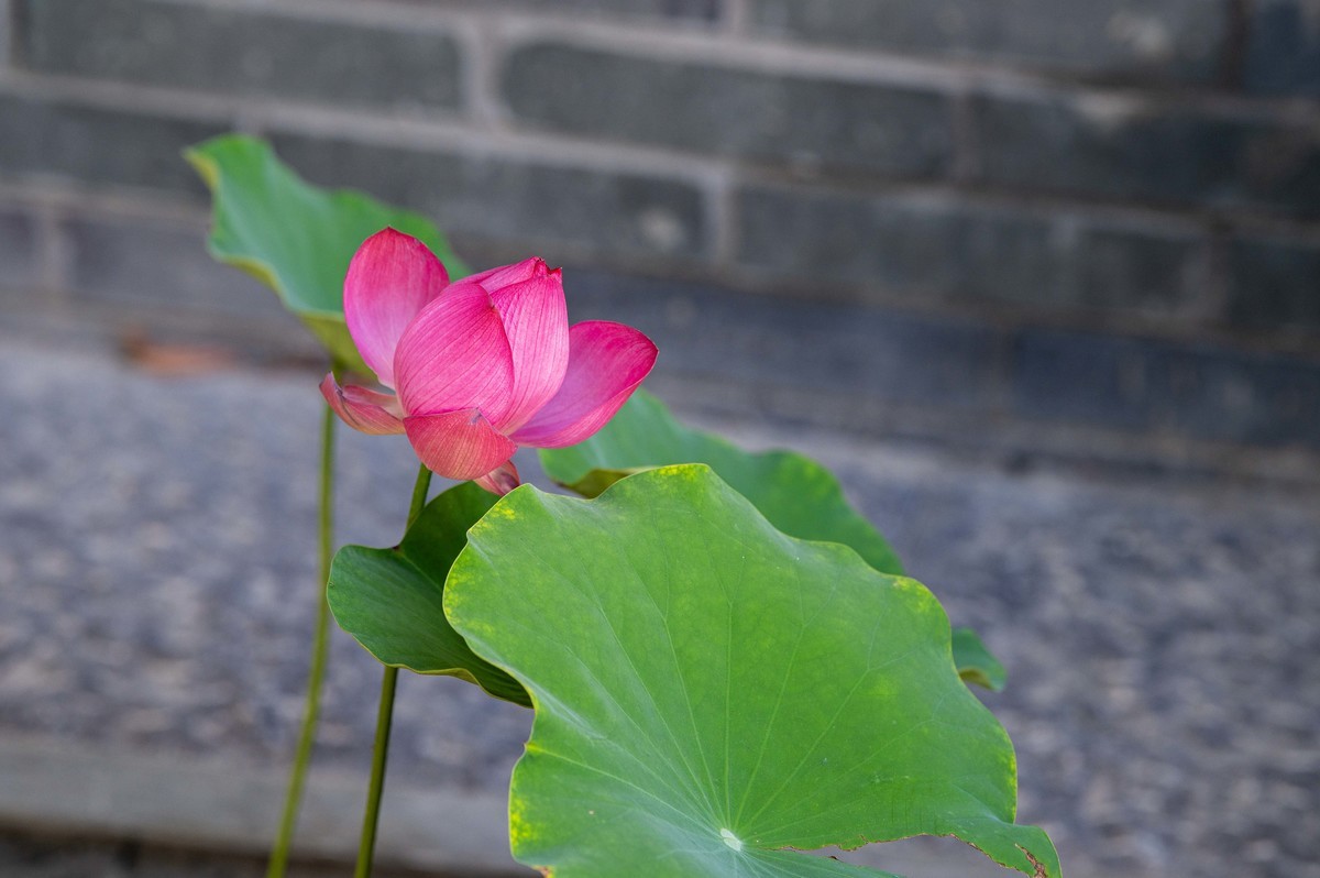 庐州印象（296）塘溪津门水街