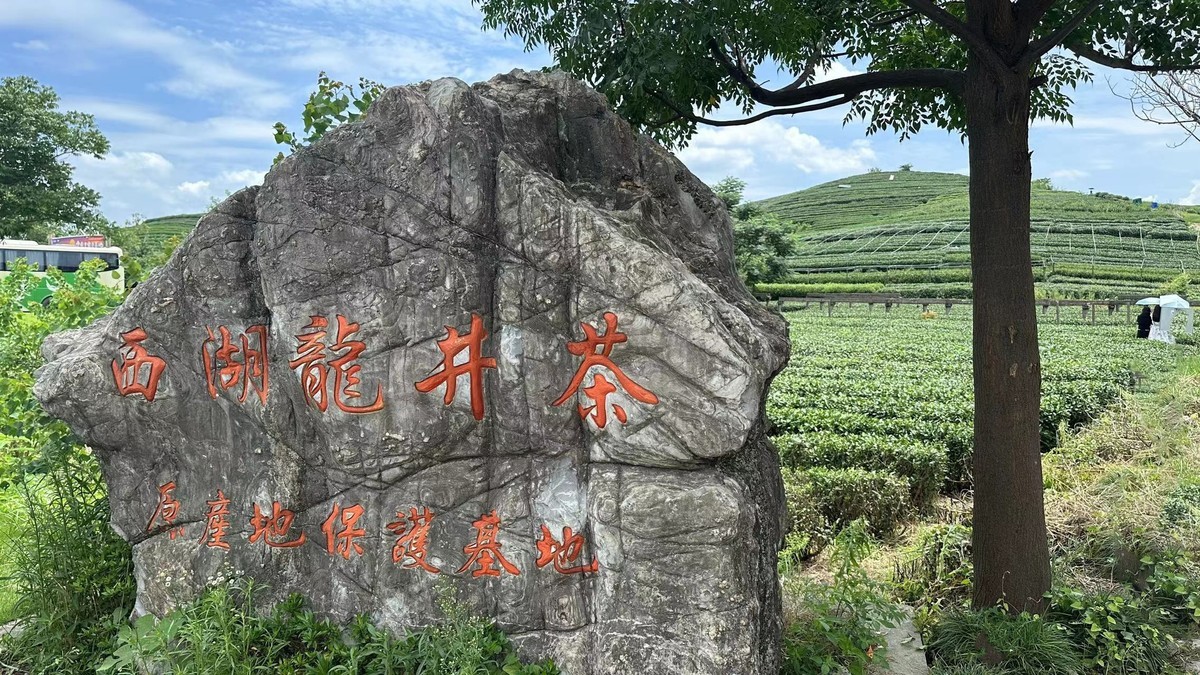 西湖龙井茶园