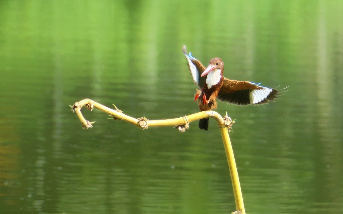 23397 ─ 飞上竹枝的大翠（4）