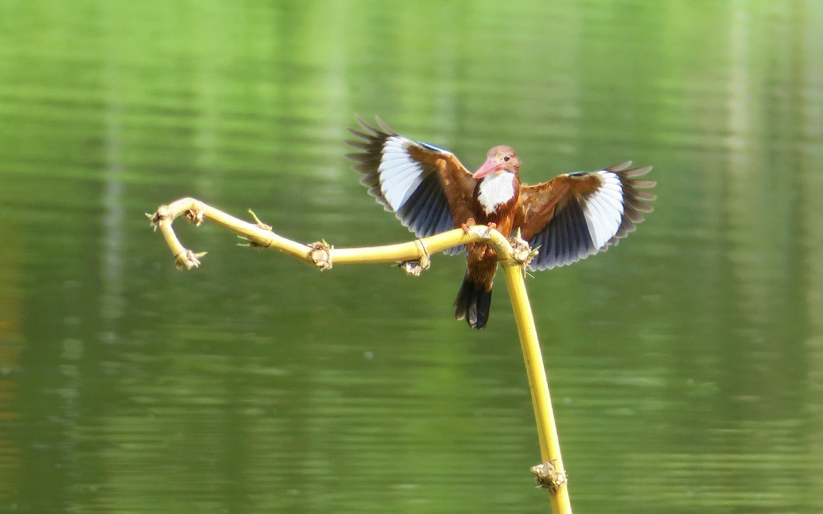 23397 ─ 飞上竹枝的大翠（4）