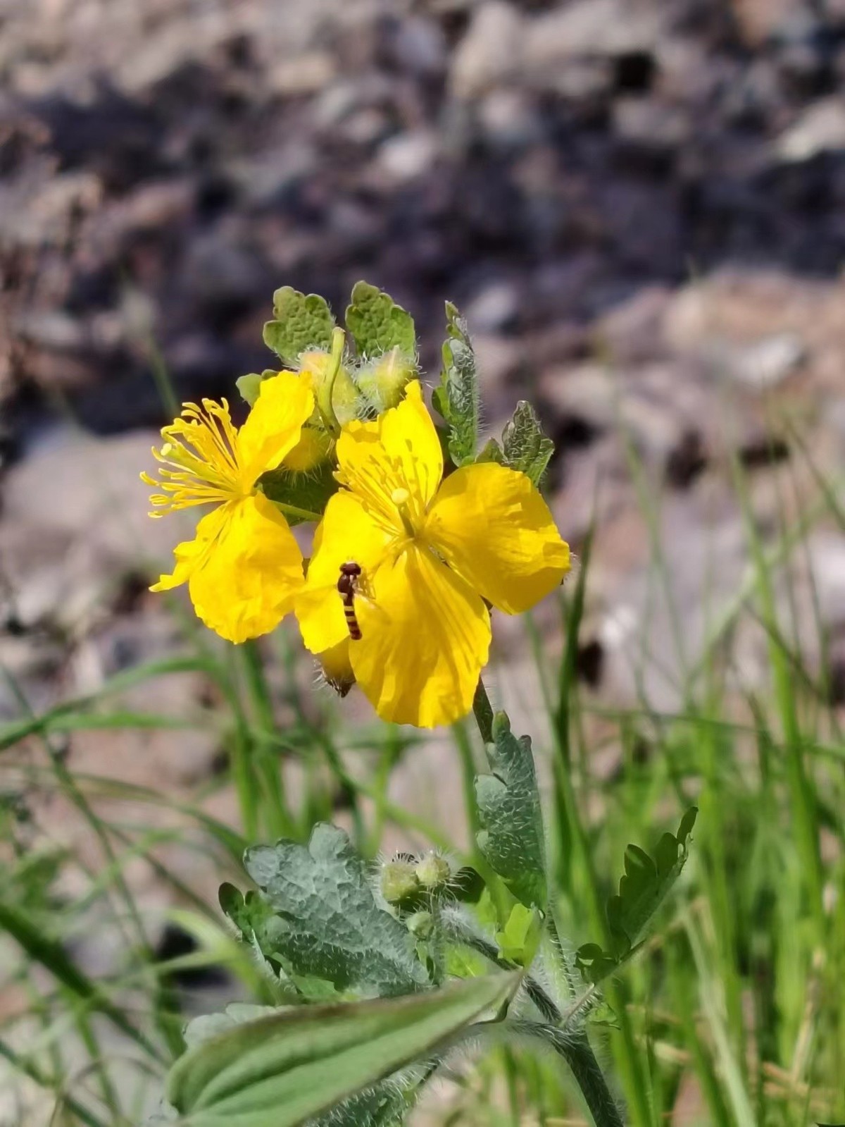 荣耀X50，一亿像素